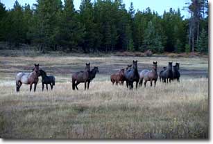 horses